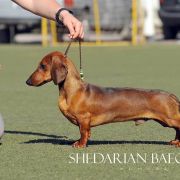 SHEDARIAN BAEOTIS