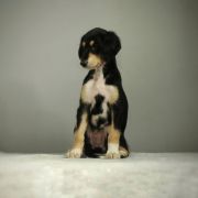 Moyo Pori ALICE SPRINGS