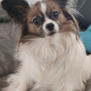 Hera Brave Queen Millaletti (FCI)