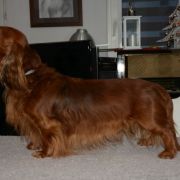 SHEMSU SHAURI Kollapsar FCI