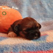 DAWA PALMO The Tibetan Pride /FCI/