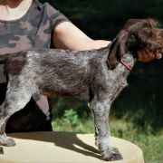 BETA Mazurska Trufla