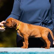 BAAKO ASITA Ginger Ridge 