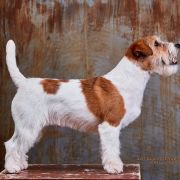 LOVELY-ORANGE RED HOT CHILLY PEPPER