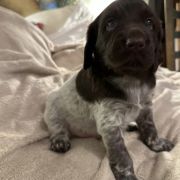 Sprzedam rodowodowe szczeniaki mały munsterlander