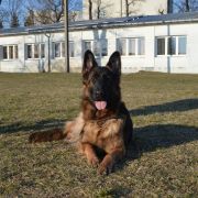 Dorikanaa von Skorpionenblut 