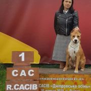 NYMERIA DIREWOLF VIA FORTUNA