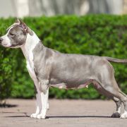 FIDEL FAUD JUSTINE FOR FUROR NON-STOP