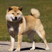 SHOSHI TAMAKO Subarashii (FCI)