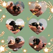  B - Litter of Terra Civis