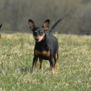 Batterflay Land Tarot Card