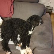 Aussie Welkope CZAS NA SPANKO