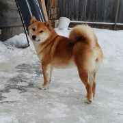 DEMISHSTAR TSURUNOKHIME