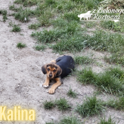 KALINA z Zielone Roztocza