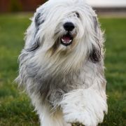 SILVER PRINCESS z Hordy Gabriela