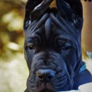 ANUBIS Przylądek Doga FCI 