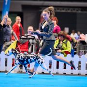 Dalylove Daragaja Sara