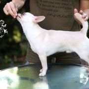 Al Capone Tipich Chihuahua