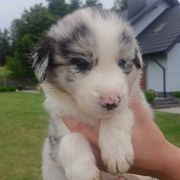 Dark Blue Jodłowy Border