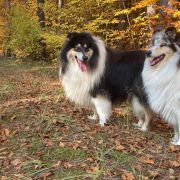 AKAI MYSTERY Sugar Baby