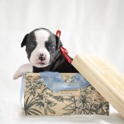 MADNESS Zealous Heart 