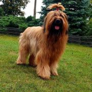 PRINCESS OF LOVE Victory of Love 