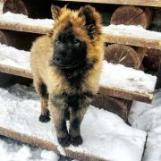 ALKOR S LUNEZHSKIKH GOR