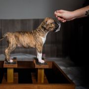 TOOTSIE Because of Crazy Time 