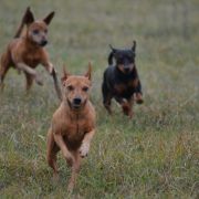 Camalis Come As Clancy