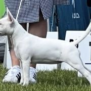 DJ RUBY Forpiga Bulla FCI