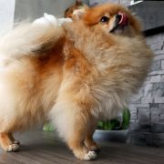 Romeo Iz Imperatorskogo Dvorca