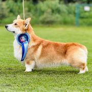 DABOGAH GLOWING GARDEN GNOMES