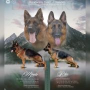 Розплідник