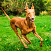 ESTRELLA FEERICA VIVIANA DONATTO 