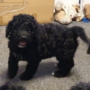 KORFU Pies de Perro (FCI)