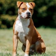 Quest For Perfection Via Fortuna