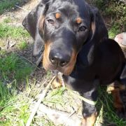 KIRA Z Sokołowskiej Ziemi