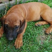 AROSA Znad Strugi Siedmiu Jezior FCI 