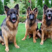 C-NELLY vom Rikor Team 