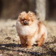 DRACON iz Sytnogo Dvora