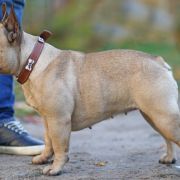 FABIANA Gang Pyzatych