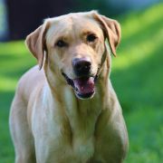 Masters of Water Tequila