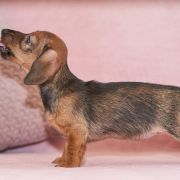 jamnik szorskowłosy króliczy suczka