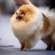 OPALIT the Scarlet Hill