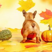 TELMA Hokus Pokus z Perłowej