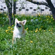 Aleant Mystique Melody