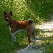 Butebo Chanzo Cha Nile