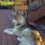 Laura Vasilyev Ostrov