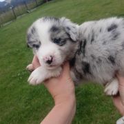 Dark Blue Jodłowy Border