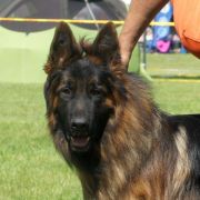 ZORRO z Tomickich Lasów